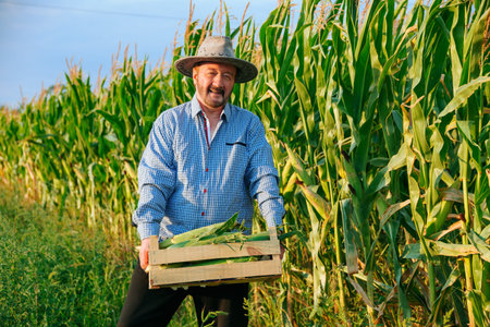 Senior farmer harvesting corn in a lush green field during golden hour