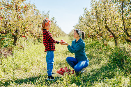 Enjoying a sunny day picking apples in a vibrant orchard with familyの写真素材