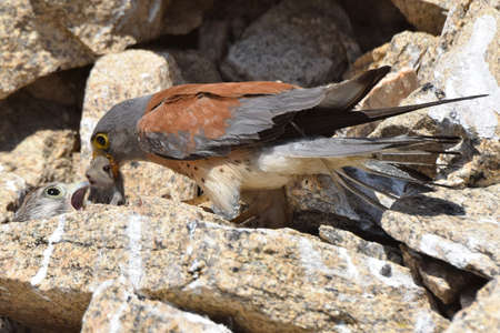 On a July day, the steppe Kestrel feeds its children. The steppe Kestrel (Falco naumanni) is a small bird of prey in the falconidae family, a close relative of the common Kestrel.の写真素材