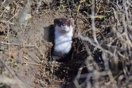The ermine (Mustela erminea) is a predatory mammal of the marten family that looks out of its burrow.の写真素材