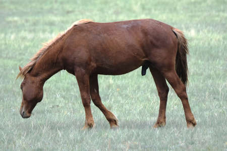 A horse grazes in the steppe on a may dayの写真素材