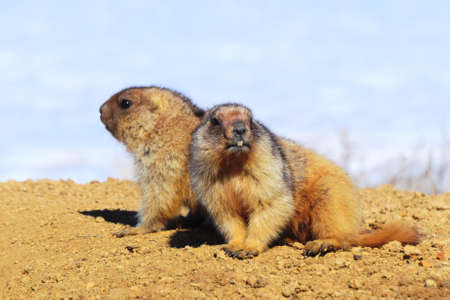 Marmots Wake up in early spring and bask in the sun. The marmot Baibak, or Babak, or common (steppe) marmot (Marmota bobak) is a rodent of the marmot genus.の写真素材