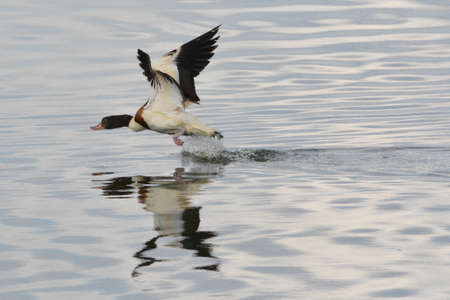 The Pegasus or atayka (Tadorna tadorna) is a large waterfowl of the duck family that flies above the water on a spring dayの写真素材