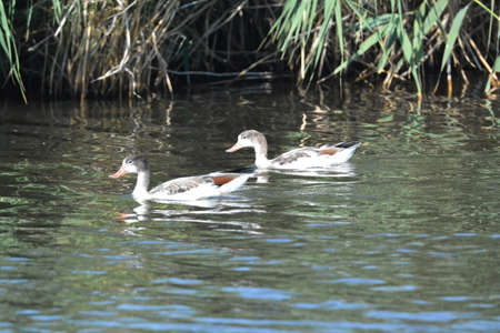 Nestlings of the Pegasus, or atayki (Tadorna tadorna) swim near the shore in summer.の写真素材