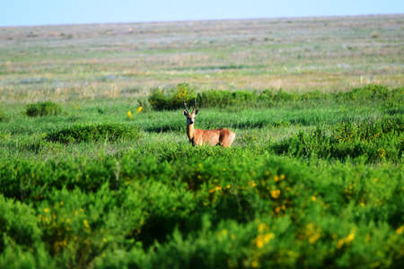 Siberian ROE deer graze in the steppe on a summer day. The Siberian ROE deer (Capre?lus pyg?rgus) is a cloven - hoofed animal of the deer family, related to the European ROE deer.の写真素材