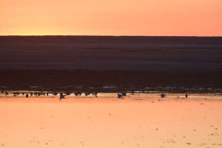 Spring, May dawn illuminates the steppe and is reflected in the watery surface with pink light. Vesna, mayskiy rassvet osveshchayet step 'i otrazhayetsya na vodnoy poverkhnosti rozovym svetom.の写真素材