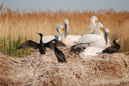 Pelicans (Pelecanus) and cormorants (Phalacrocorax) live together in large flocks on the same platform on the shore of the lake.の写真素材