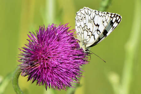 The mottled-Eyed Galatea butterfly sits on a Thistle flower on a summer day. The Galatea moth or Galatea (Melanargia galathea) is a moth of the marigold family. They feed on the nectar of thistles.の写真素材