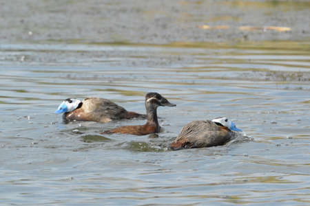 Mating games of Savka (Oxyura leucocephala) on the lake in spring. A bird of the duck family. The white-headed duck - a stocky duck of medium size.の写真素材
