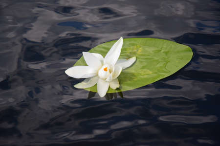 The white water lily (NymphaÃ©a Ã¡lba) is a perennial aquatic plant. A graceful and delicate white water lily floats on the water.の写真素材