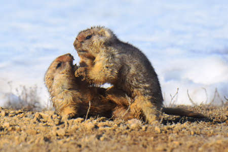 Small marmots play near the burrow in early spring. The marmot (Marmota bobak) is a mammal belonging to the order of rodents from the squirrel family.の写真素材