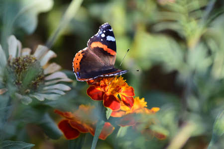 The butterfly Admiral (Vanessa Atalanta) sits on a bright flower on a summer day. Migratory butterfly from the nymphalid family. Babochka Admiral sidit na yarkom tsvetke v letniy den '.の写真素材