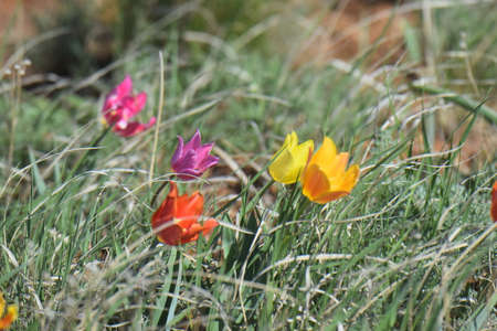 Tulip Shrenka (TÃºlipa suaveÃ³lens, TÃºlipa schrÃ©nkii) blooms in the spring in the steppe. One of the most beautiful plants of the steppe and semi-steppe zone, a wild-growing flower.の写真素材