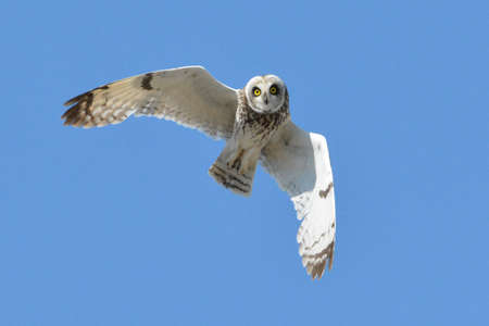 Bolotnaya sova (Asio flammeus) hovers above the ground and looks out for its prey. The bird of prey belonging to the order of owls is a numerous and widespread species.の写真素材