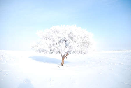 Winter landscape in the steppe. A lonely tree sparkles and sparkles in the bright sun in snow-white hoarfrost.の写真素材