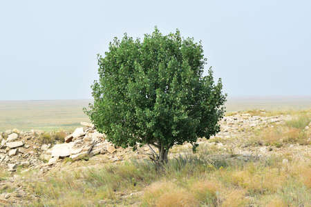 A lone aspen (PÃ³pulus trÃ©mula) has grown among the stones in the wide steppe plain. Aspen is a deciduous tree of the Willow family.の写真素材