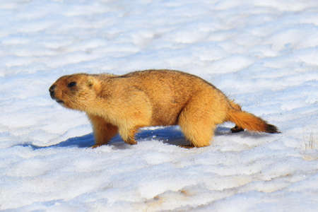 The common steppe marmot (Marmota bobak) woke up in early spring and walks through the snow in search of grass.の写真素材