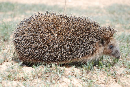 Common hedgehog, or European hedgehog (Erinaceus europaeus), runs on the ground on a May day. A species of mammals from the hedgehog family.の写真素材