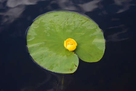 Water lily yellow (NÃºphar lÃºtea) medicinal, perennial, aquatic plant that lives in water, unpretentious.の写真素材