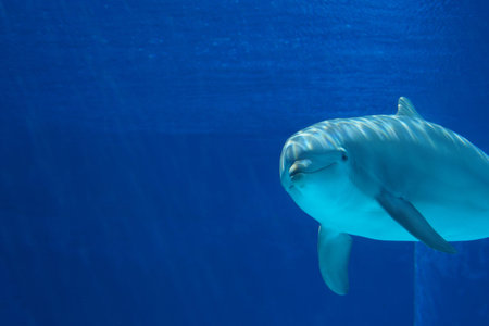 Dolphin swims in the aquarium