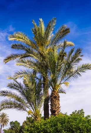 palm trees with blue skyの写真素材