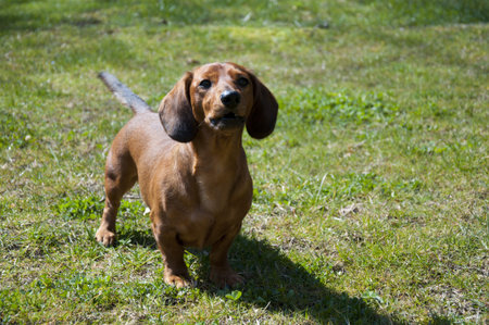 The funny dog is walking in parkの写真素材