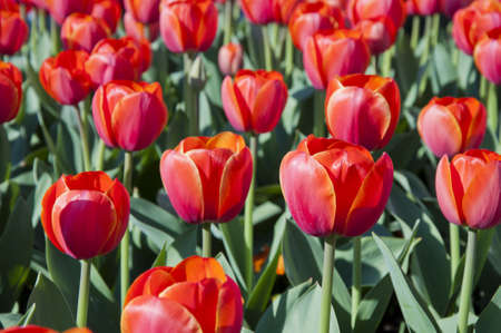 tulip in flower fieldの写真素材
