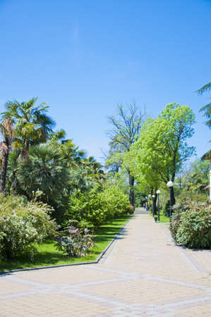 The park arboretumの写真素材