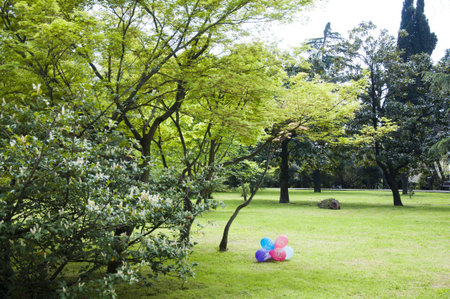 The park arboretumの写真素材