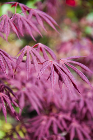 beautiful  maple leaves