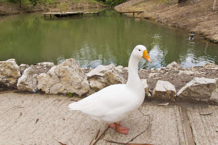Graylag gooseの写真素材