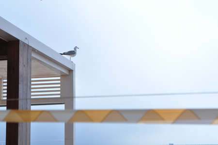 sea bird seagull  nature closeupの写真素材