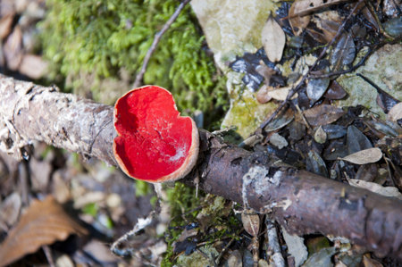 The forestの写真素材