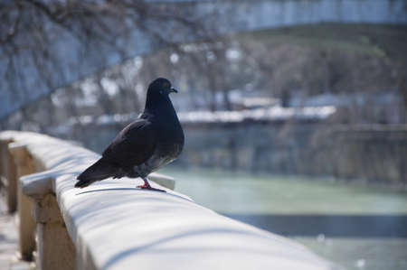 Pigeon walksの写真素材