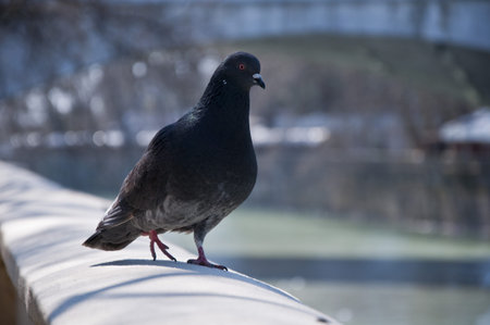 Pigeon walksの写真素材