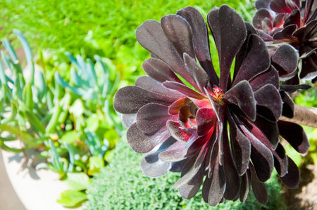 A burgundy red colored alpine succulent formingの写真素材
