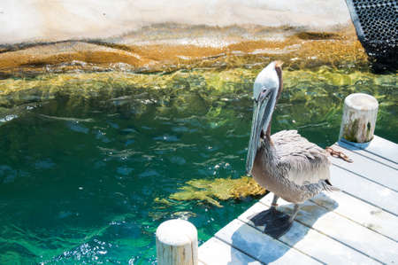 American pelican rests on post in Floridaの写真素材