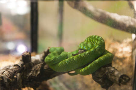 Green snake in rain forest at Zooの写真素材