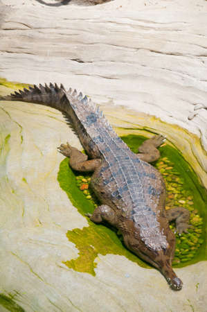crocodileの写真素材