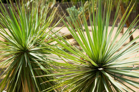 Variegated succulent agave or yucca plantの写真素材
