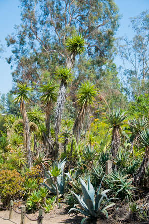 Variegated succulent agave or yucca plantの写真素材