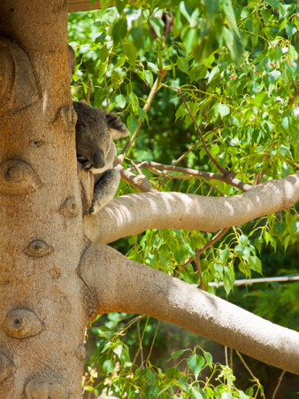 Australian Koala Bear with her baby in eucalyptus tree ,coffs harbor, Sydney, NSW, Australia grey bearのeditorial素材