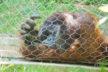 Orangutan with crazy look on her faceのeditorial素材