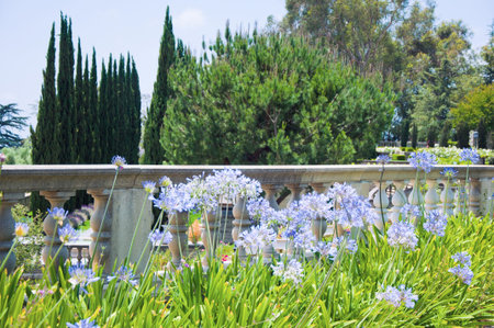 Flowerbeds in one of the park of Los Angelesの写真素材