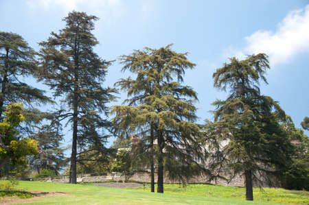 Trees and lawn on a bright summer dayの写真素材