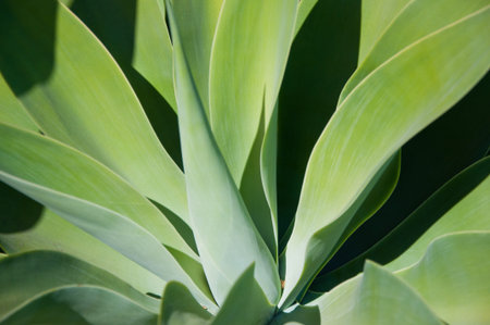 A nearly symmetrical agave plant in a garden in California.