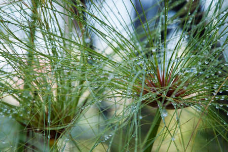 Close up view papyrus green plant as background abstractの写真素材