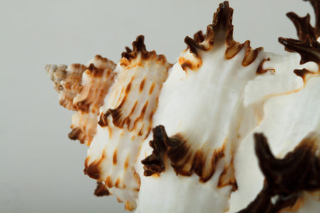 Seashell isolated on white background