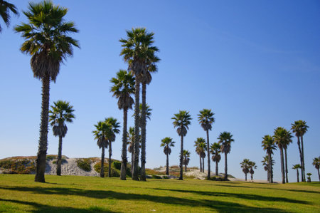 view of palm trees landscape