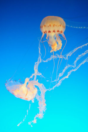 Jellyfish in the ocean